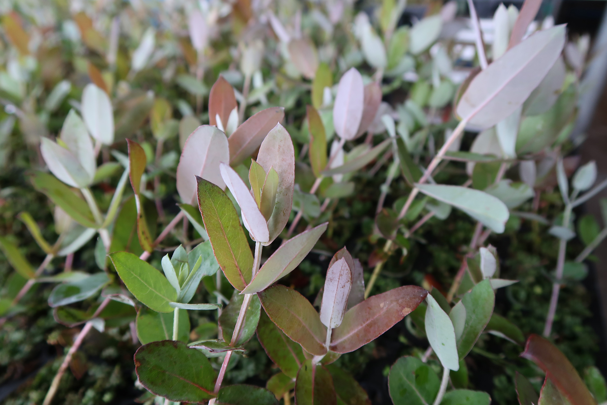 Kwekerij The Navigator Company